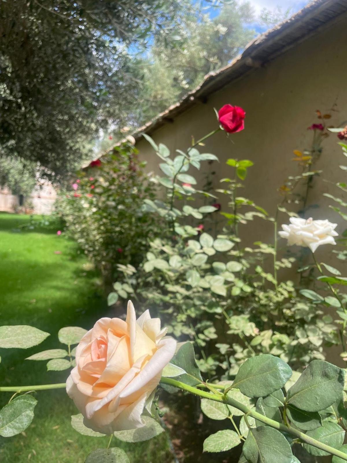 Riad Le Jasmin ทารัวแดนท์ ภายนอก รูปภาพ